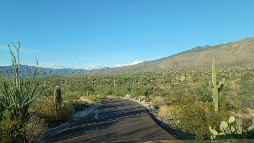 Saguaro